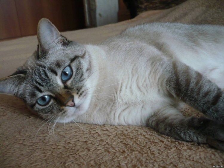 Тебби Пойнт