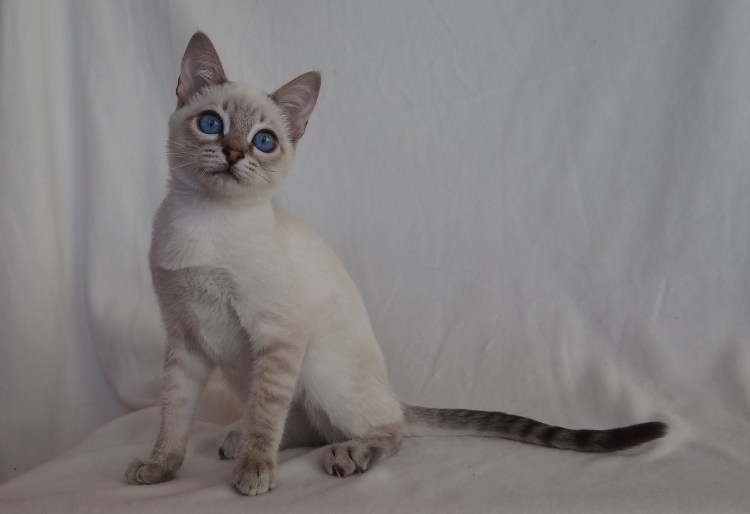 Рыжий кот таец оранд тебби Пойнт