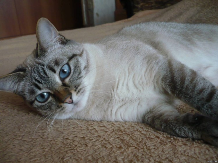 Тайская кошка табби Пойнт