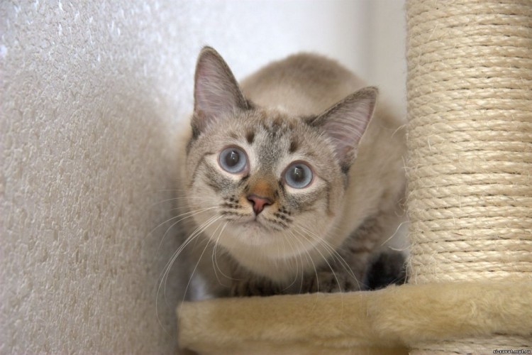 Тебби Пойнт тайская кошка