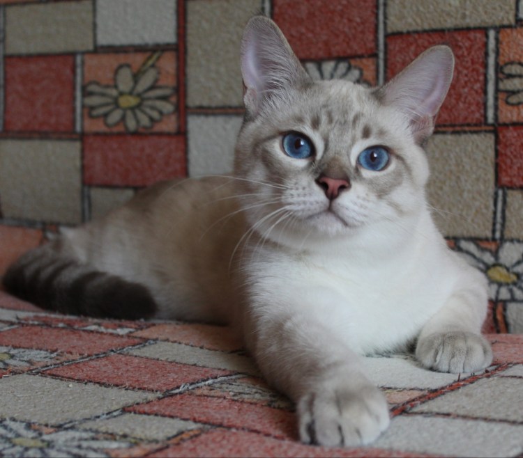 Сил Голден тебби Пойнт