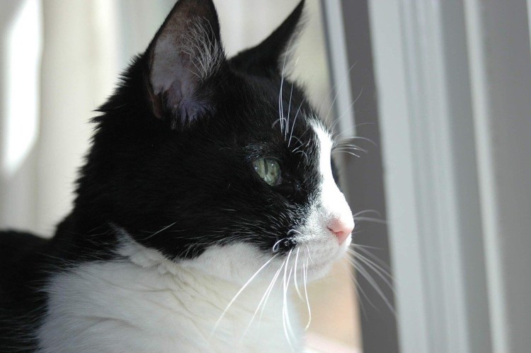 Такседо порода кошек