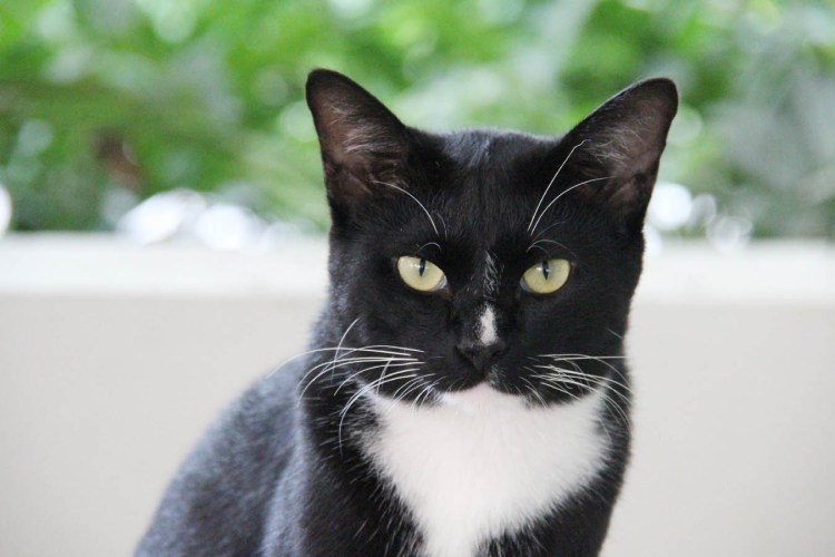 Черно белая кошка