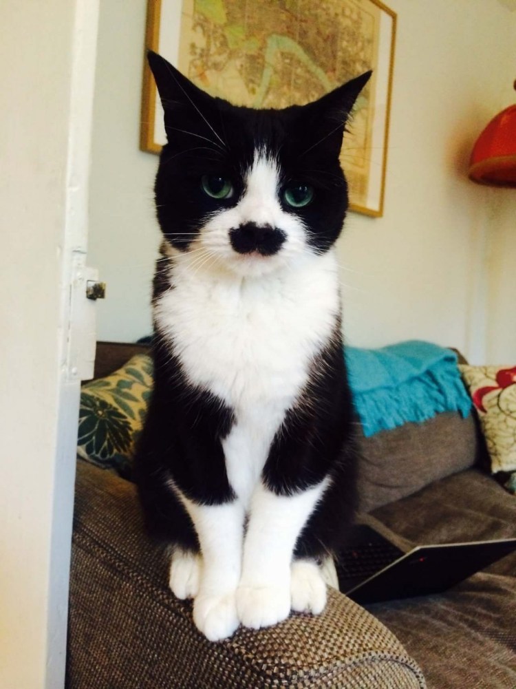 Сибирская кошка биколор