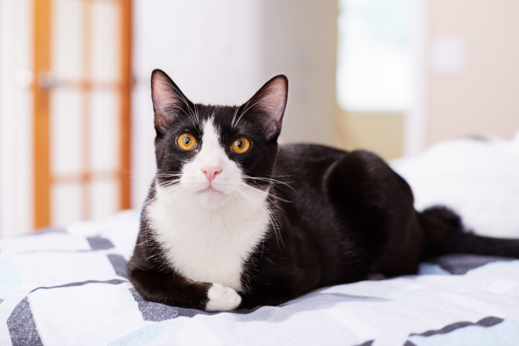 Кошка тукседо