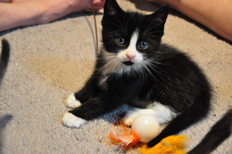 Кошка тукседо