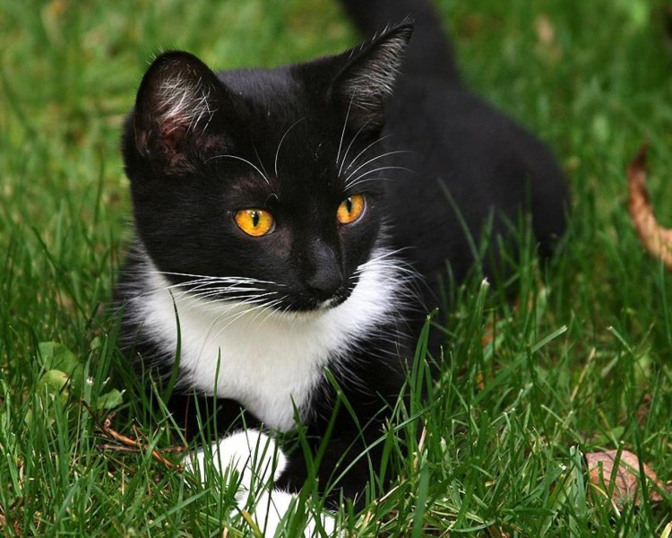 Такседо кошка