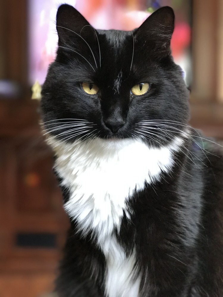 Голубой биколор европейская короткошерстная