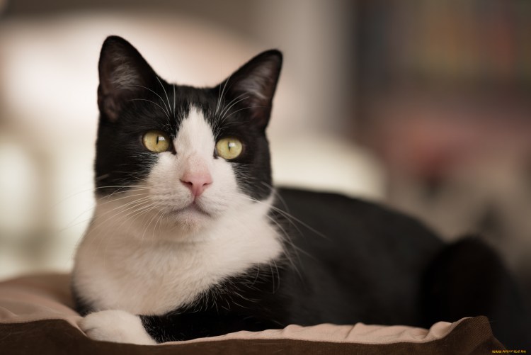 Tuxedo порода кошек
