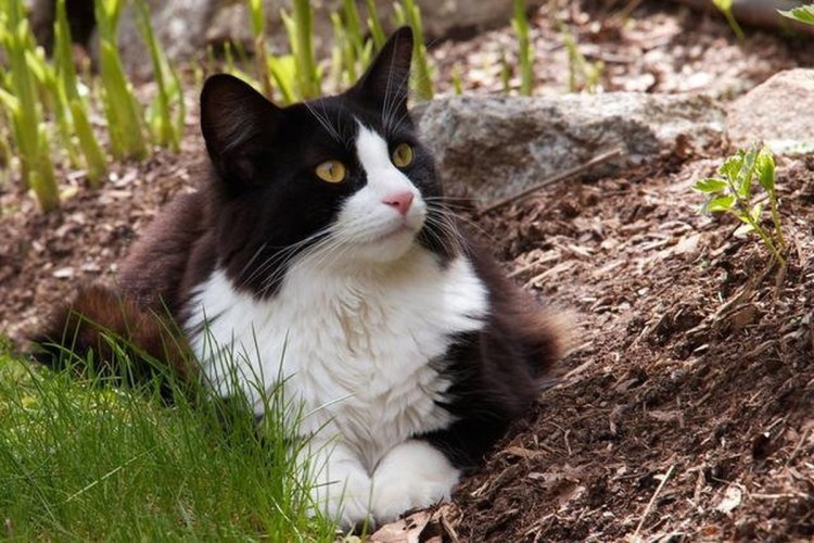 Tuxedo кошка цена