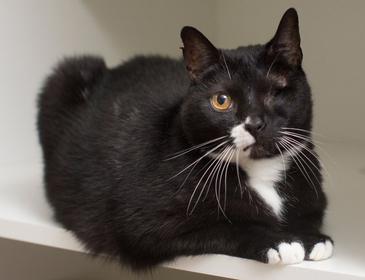 Кошка тукседо