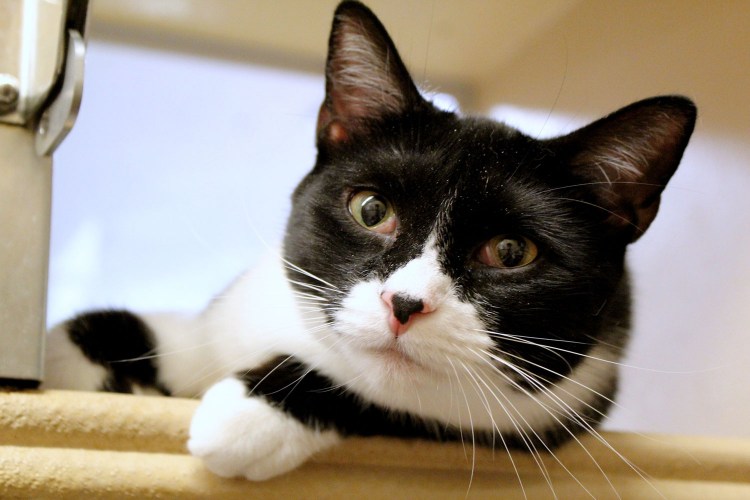 Кот в смокинге