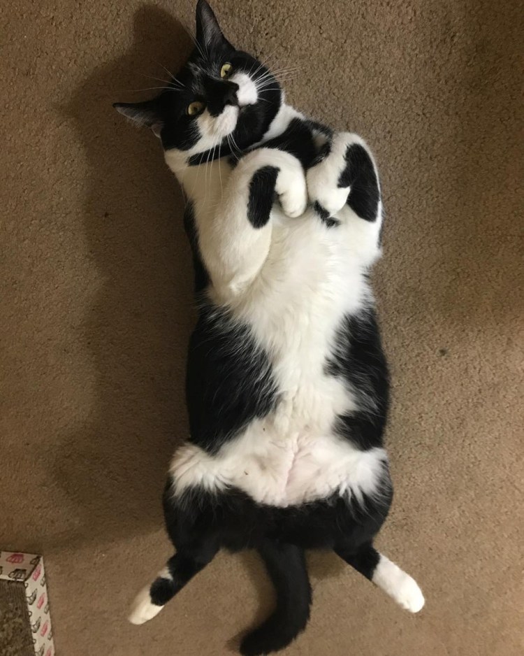 Кот на руках