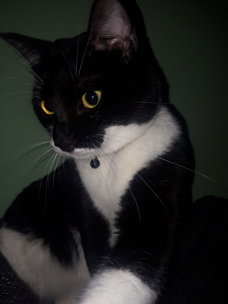 Такседо кот порода