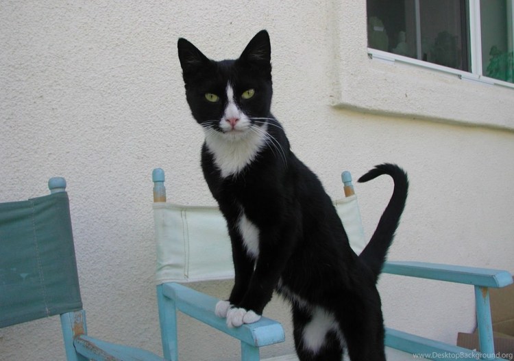 Tuxedo порода кошек