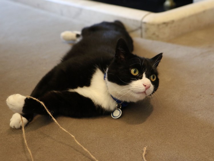 Tuxedo Cat Shorthair