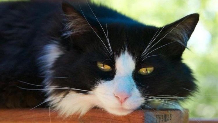 Роща кошечки