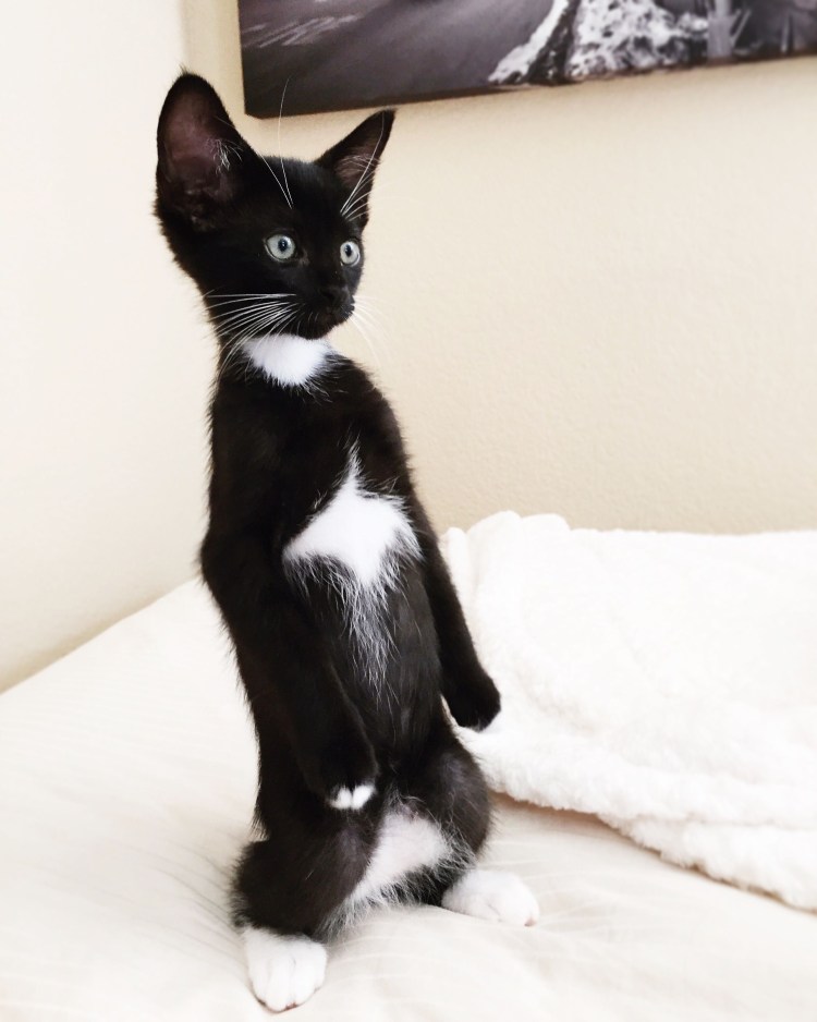 Бразильская короткошерстная кошка черно белая