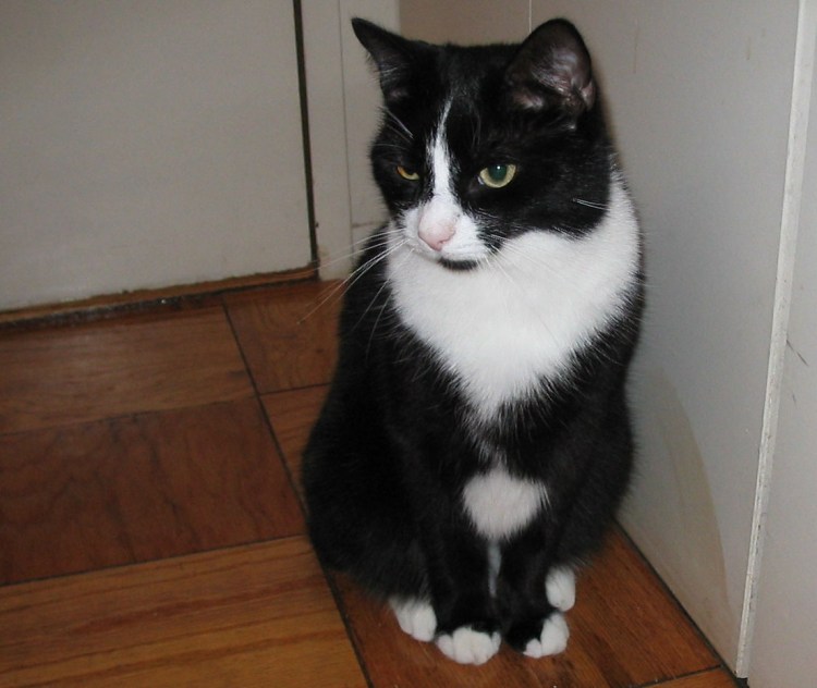 Черно белый кот уличный