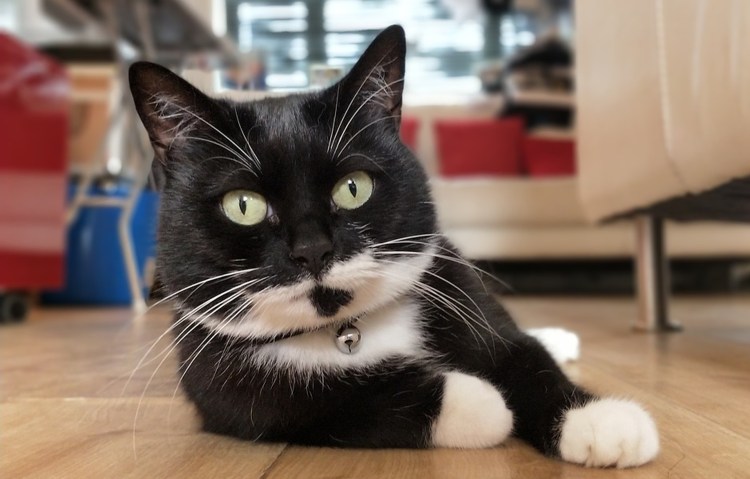 Кошка черная беспородная с белыми пятнами