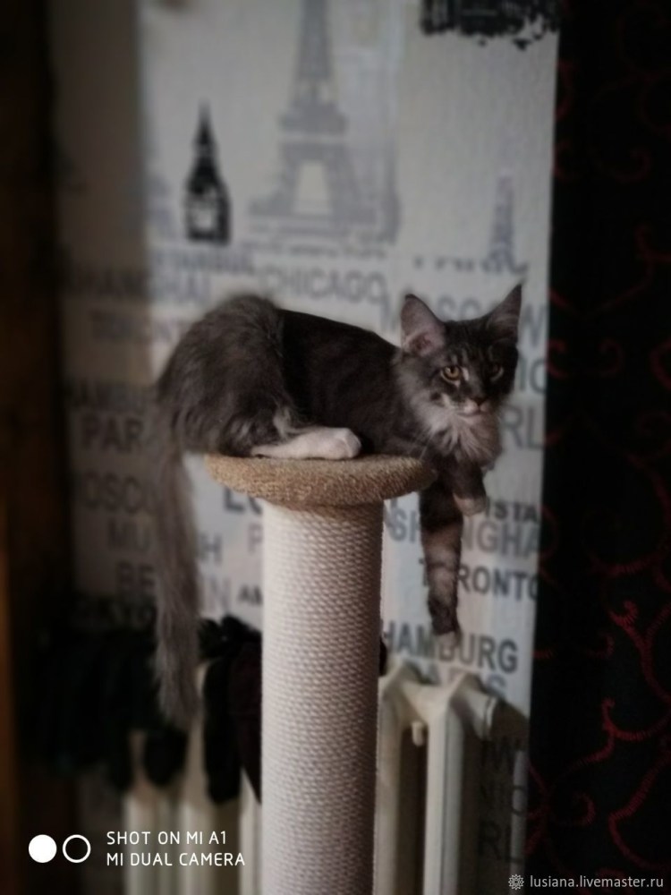 Купить одежду для кота и пижамку для майкуна для мальчиков