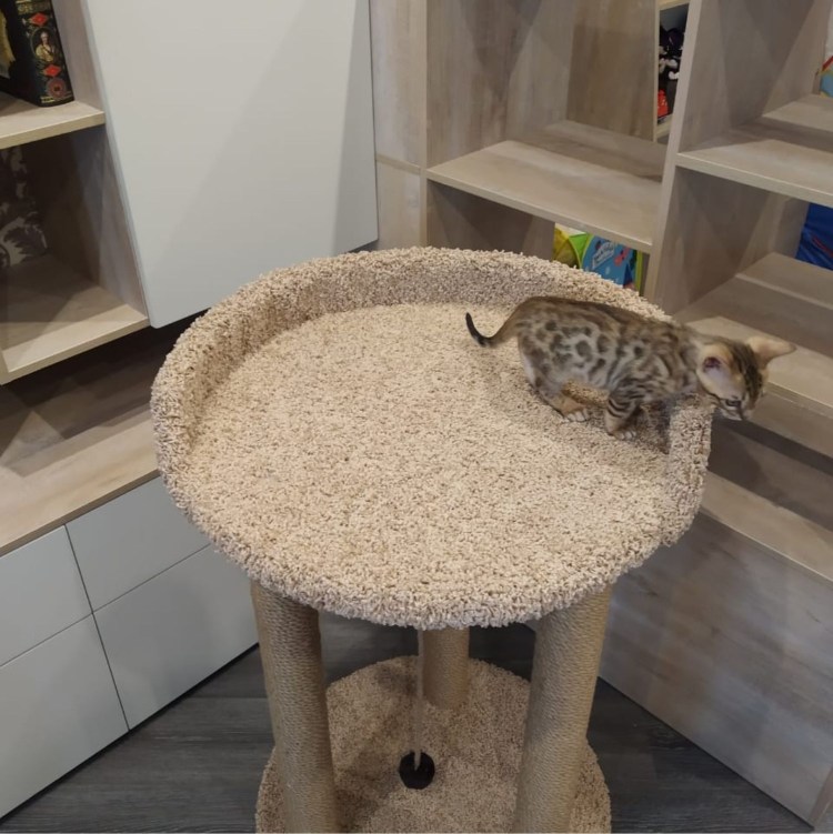 Кошачий комплекс для мейкуна