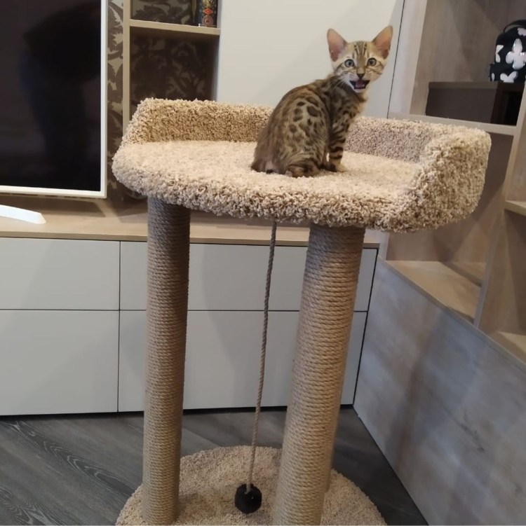 Дом-когтеточка Тетрис "коттедж-мэйнкун" 90*58*95