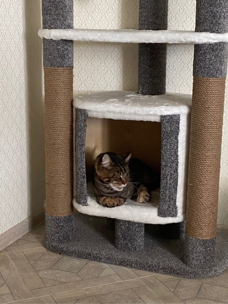 Котомастер комплекс для Мейн куна