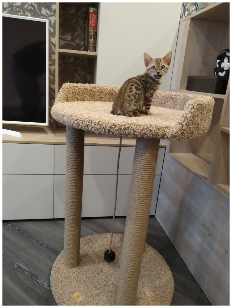 Когтеточка «столбик лофт» для Мейн-куна, 500*280*1000мм, гамма