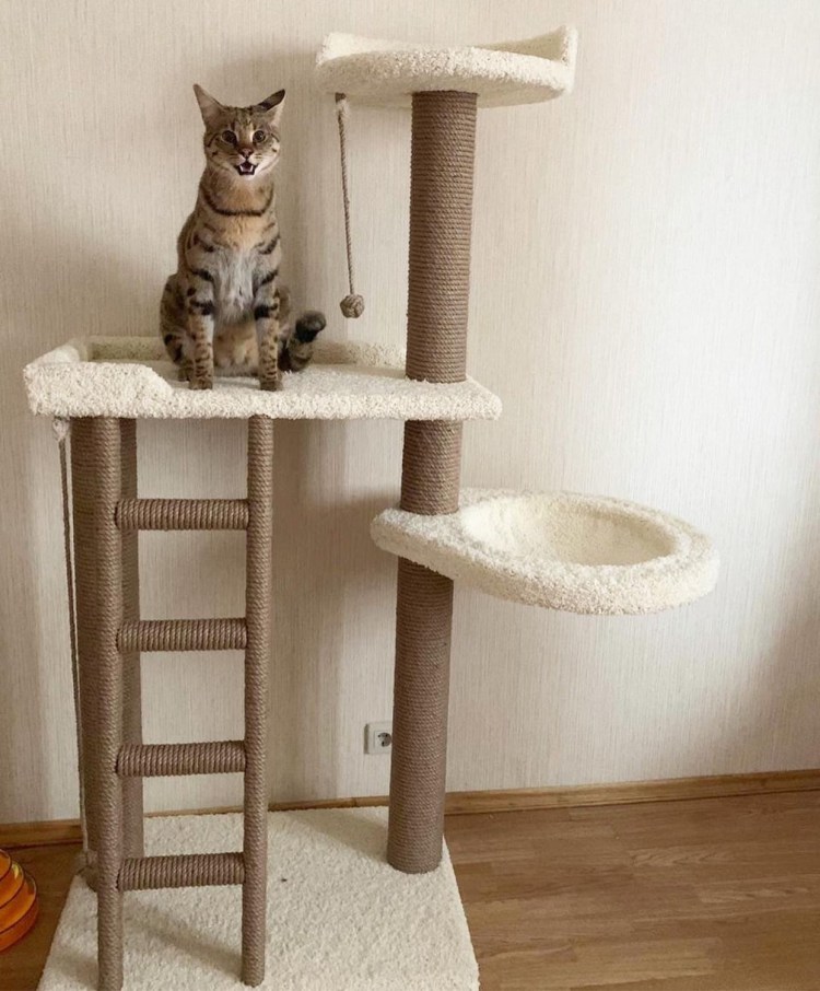 Игровой комплекс для Мейн куна