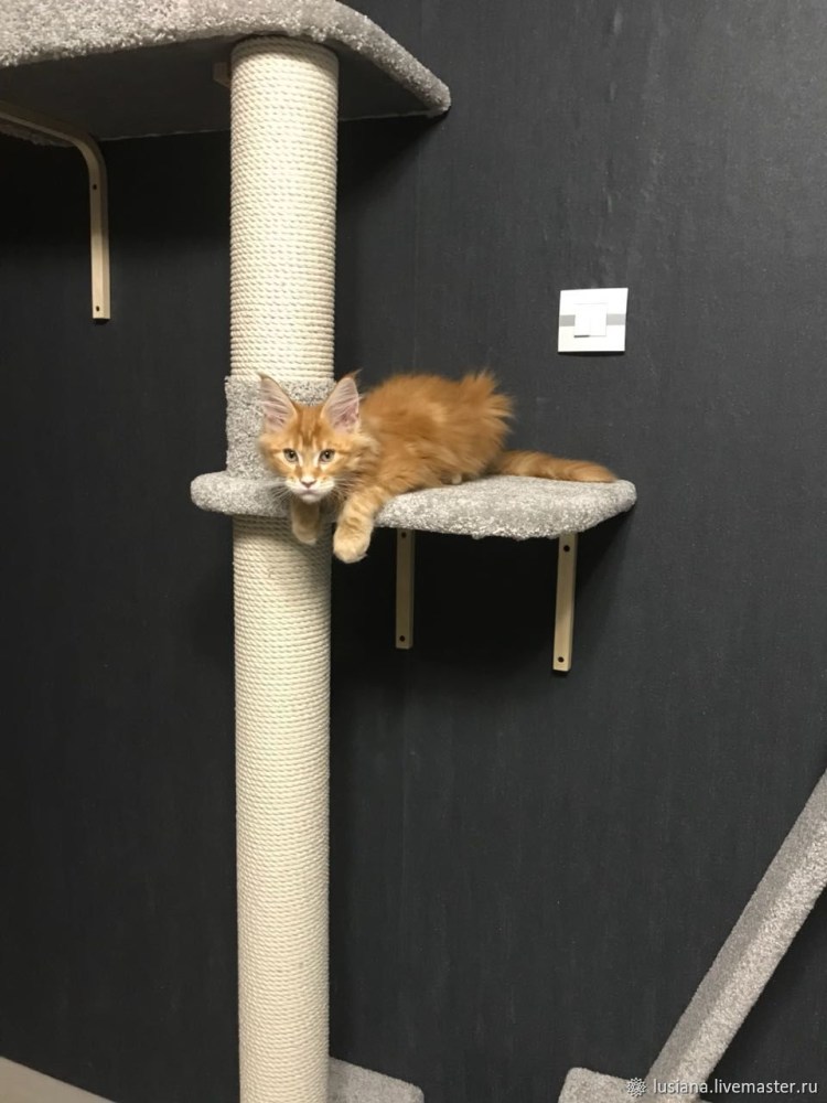 Когтеточка с домиком для Мейн куна