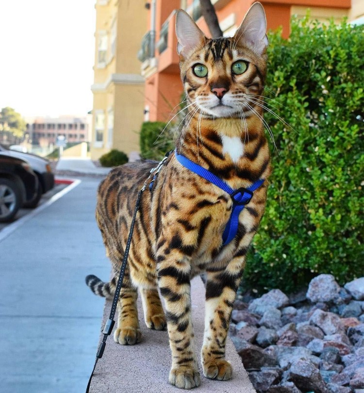 Бенгальская кошка снежный Барс