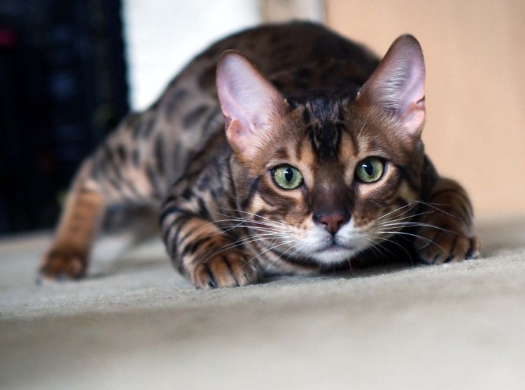 Бенгальская кошка