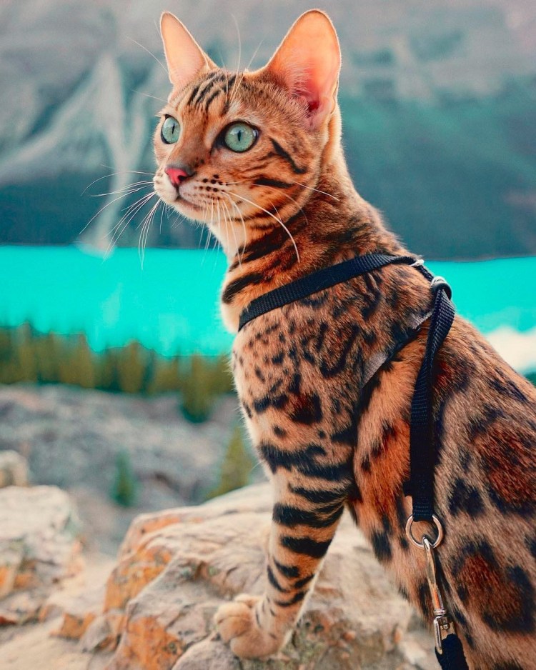 Бенгальская кошка