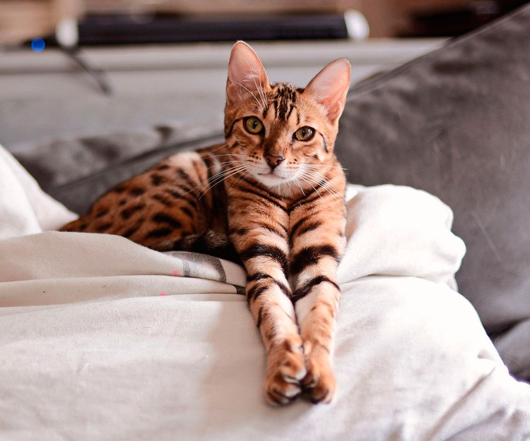 Бенгальская кошка Марбл