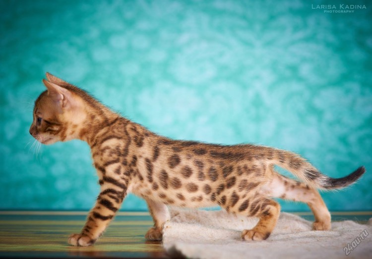 Бенгальская кошка глаза