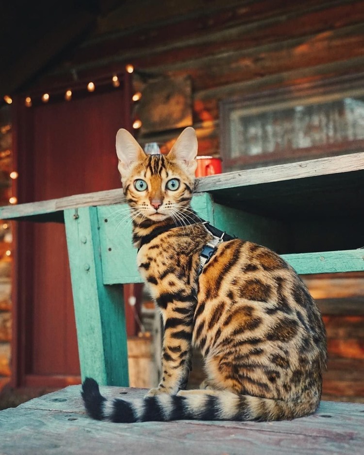 Бенгальский кот Линкс