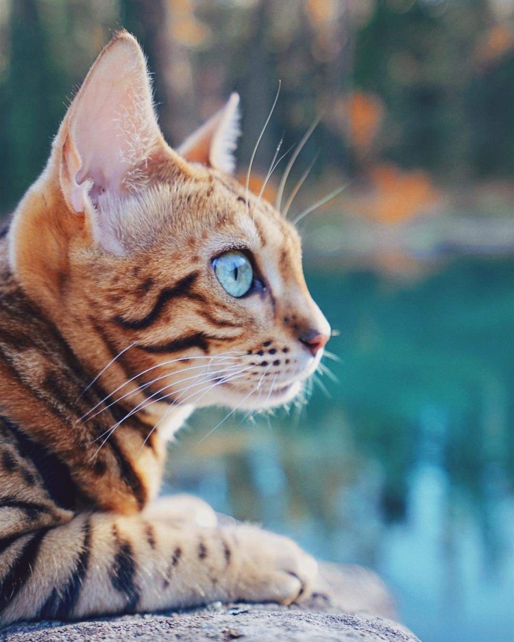 Бенгальский кот Линкс