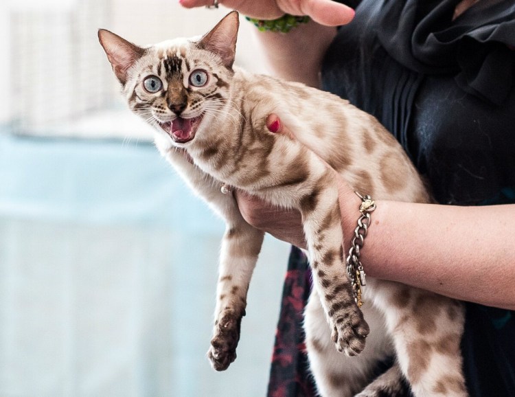 Кошка пятнистая Бенгальская