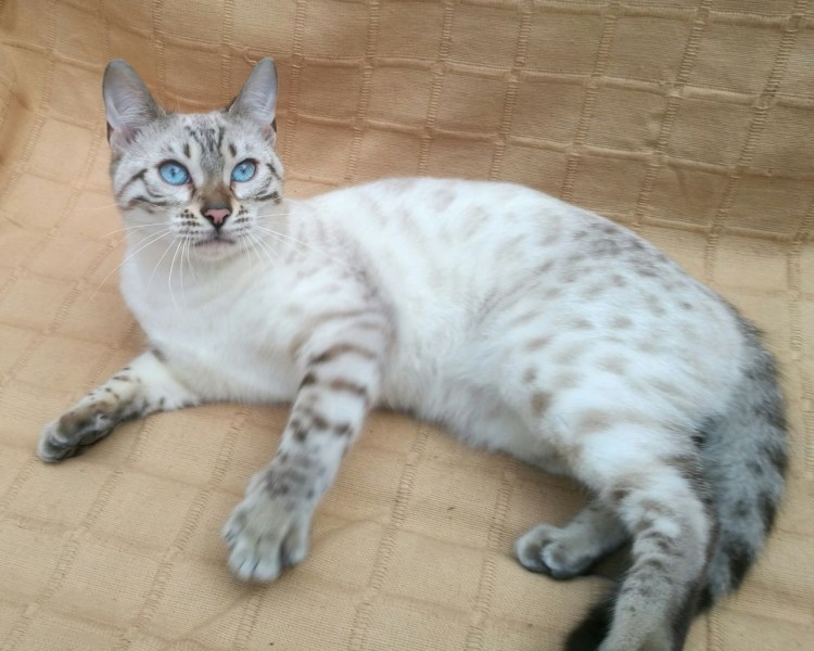 Линкс бенгал с голубыми глазами