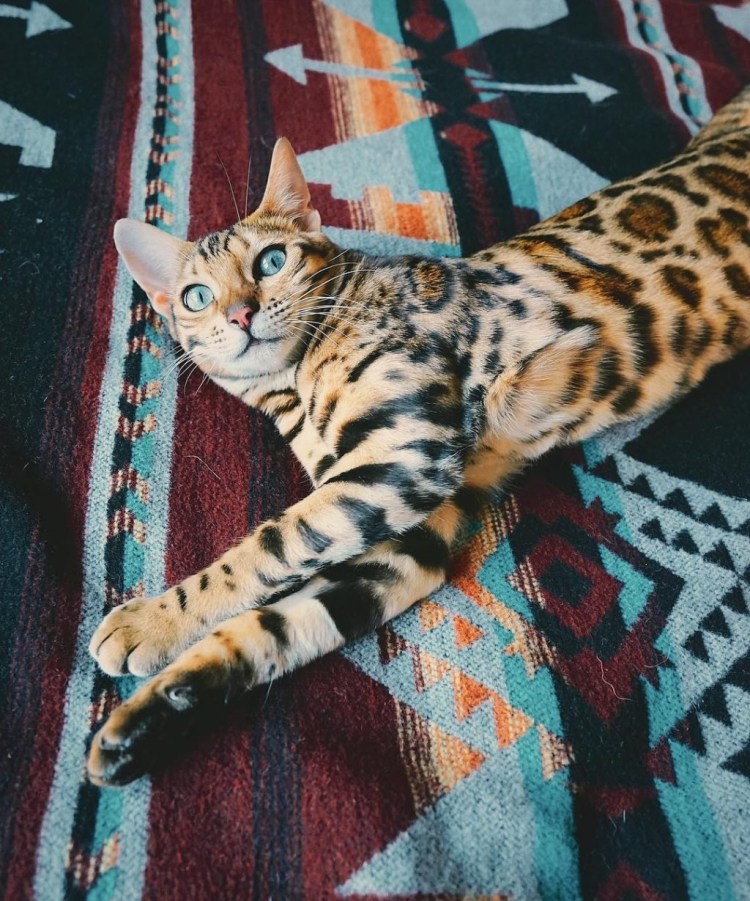 Бенгал Барс Бенгальская кошка