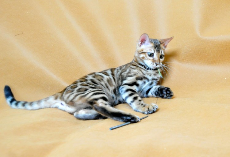 Бенгал спарбл