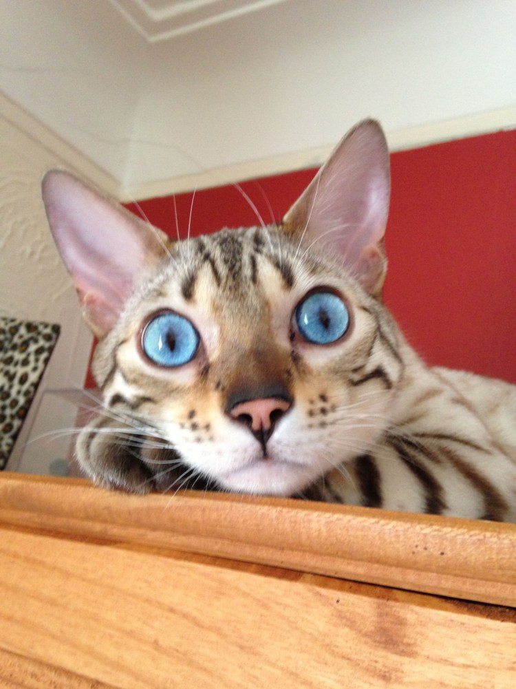 Бенгальская кошка Сьюки