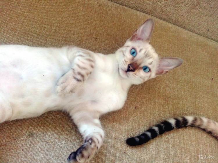 Бенгальский кот