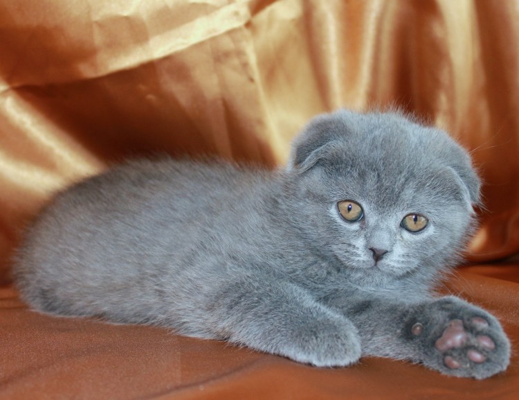 Британские вислоухие котята