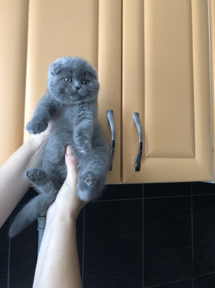 Шотландский вислоухий кот голубой