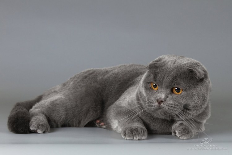 Шотландская вислоухая кошка голубая