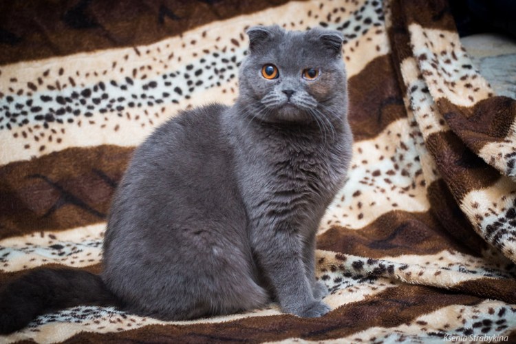 Британские котята вислоухие голубые