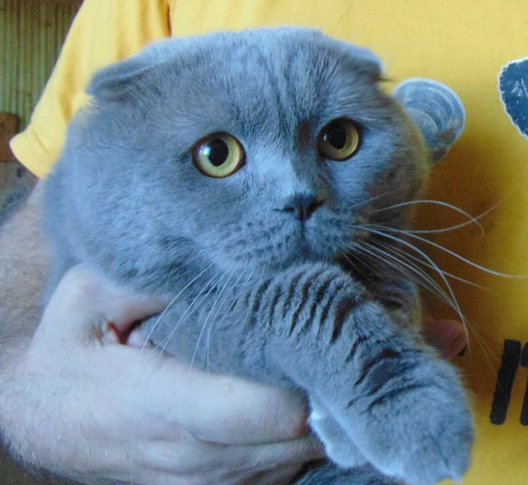 Кошка Шотландская вислоухая голубой Солид
