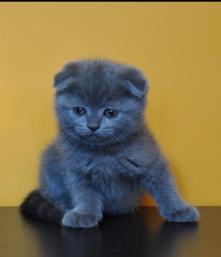 Скоттиш фолд британец вислоухий